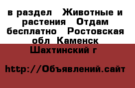  в раздел : Животные и растения » Отдам бесплатно . Ростовская обл.,Каменск-Шахтинский г.